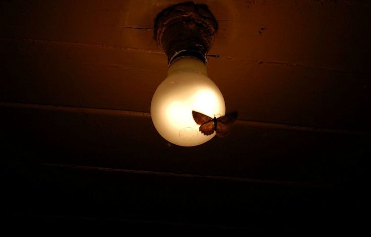 moth lightbulb