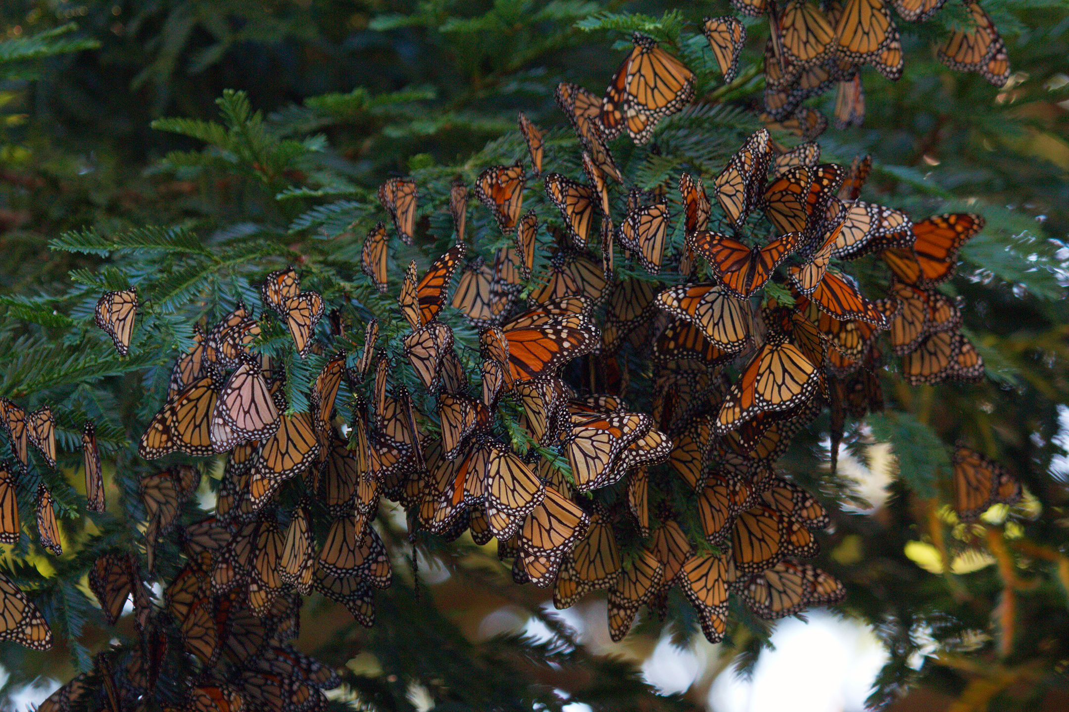 An overwintering cluster of monarch butterflies in California redwood tree.