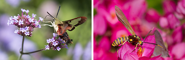 Hummingbird and sphinx moths are frequent visitiors to gardens during the day (Photo: Justin Wheeler / Xerces Society). Some moths mimic bees, wasps, and other day-flying pollinators (Photo: (c) Bryan E. Reynolds).