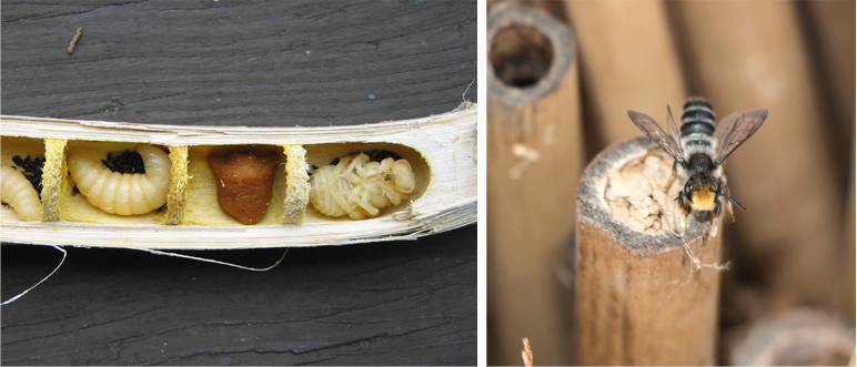 cavity nesting bees