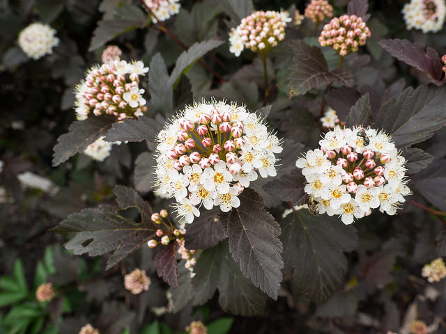 Ninebark (Physocarpus spp.) has been bred into dozens of cultivars featuring red foliage. This foliage is high in anthocyanins, which may be toxic to caterpillars or other insects that might use the leaves. Photo by F. D. Richards via Flikr