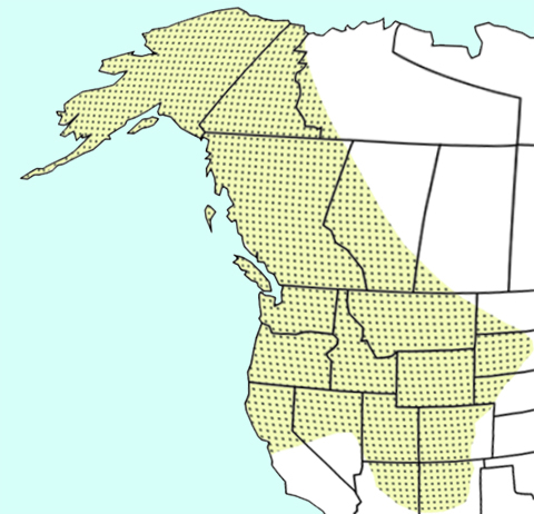 A map of the western US showing the distribution of B. occidentalis. B. occidentalis was originally distributed throughout Alaska, the Yukon, British Columbia, Washington, Oregon, Idaho, Montana, Wyoming, and Utah along with portions of the Northern Territories, California, Nevada, Arizona, New Mexico, Colorado, North Dakota, South Dakota, and Nebraska.