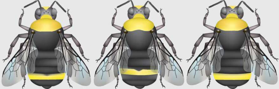 This is another image of three bumble bees. B. calignosus's abdomin is all black with T4 yellow, B. vandykei has an all black abdomin with yellow on T3, and B. vosnesenskii has an all black abdomin with a completely yellow T4.