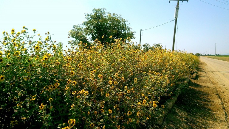 hedgerow