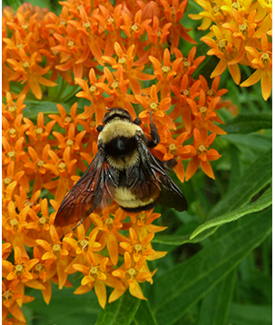 asclepias tuberosa