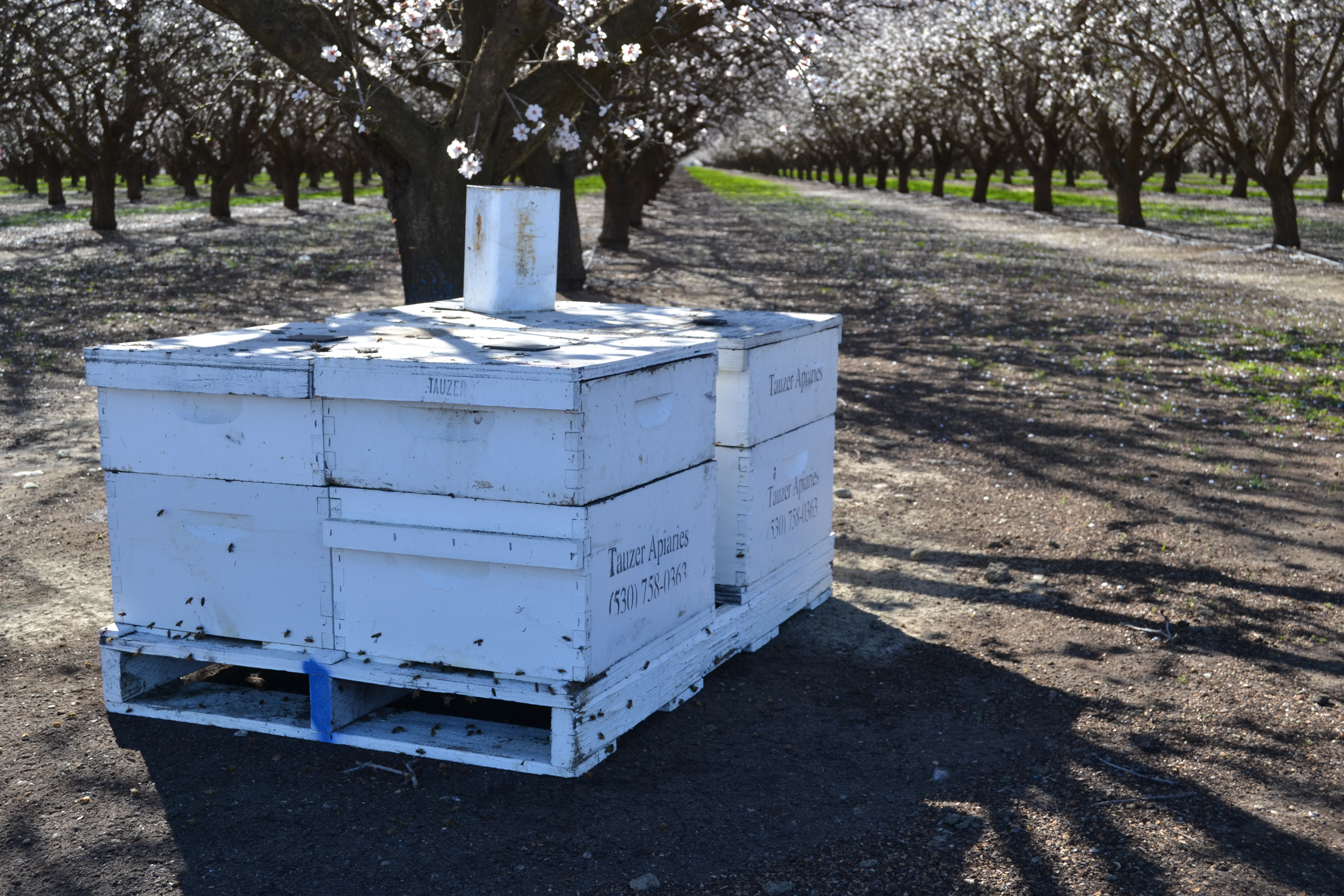 Bee boxes are stacked under blooming almond trees.