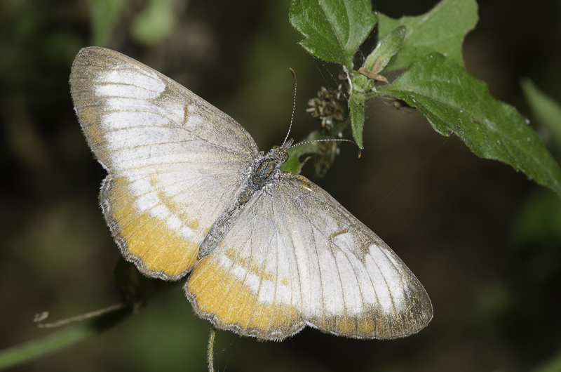 A dusty white and pale orange butterfly shows wings outstretched as it rests on foliage.