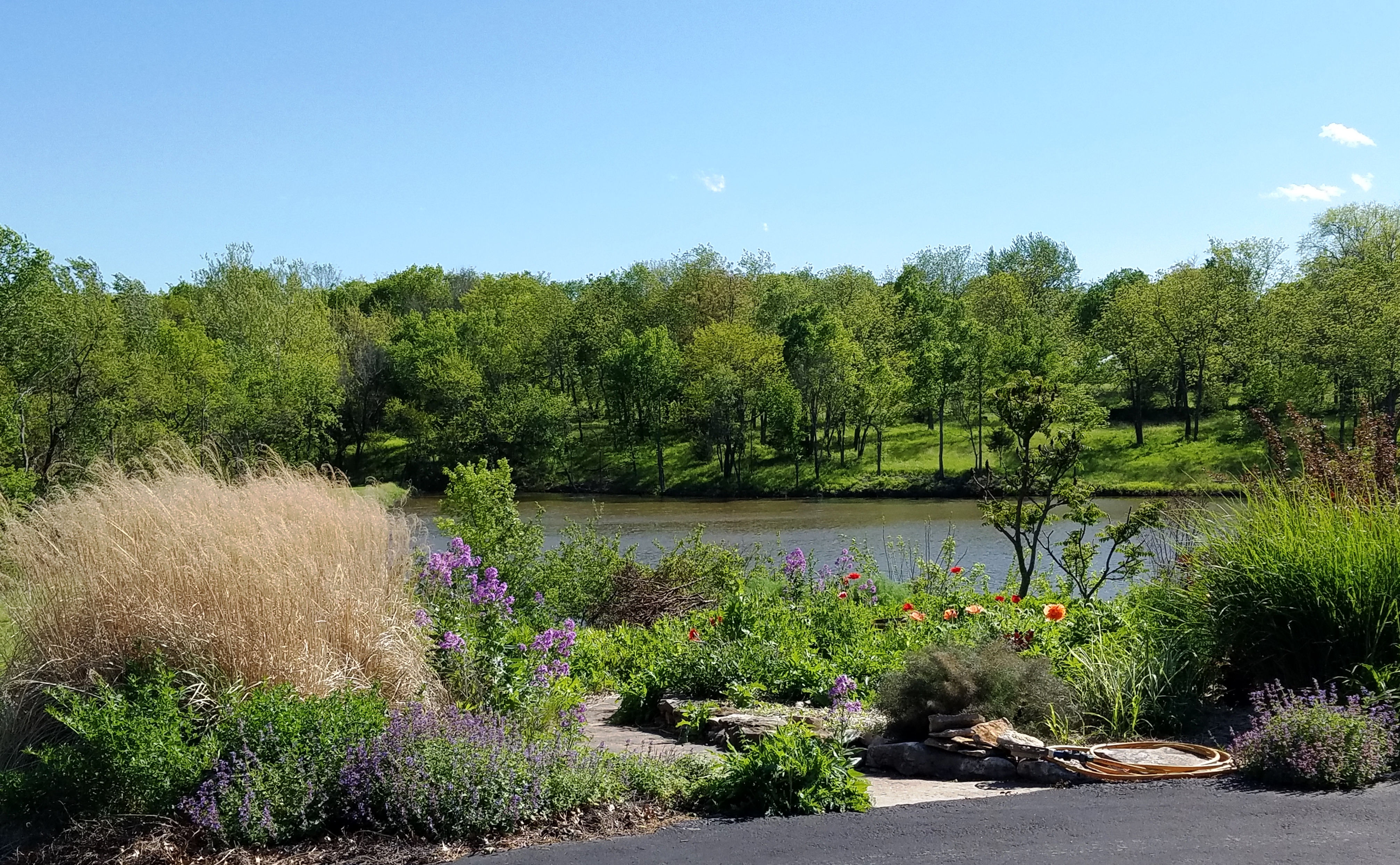 Wildlife garden full of flowers