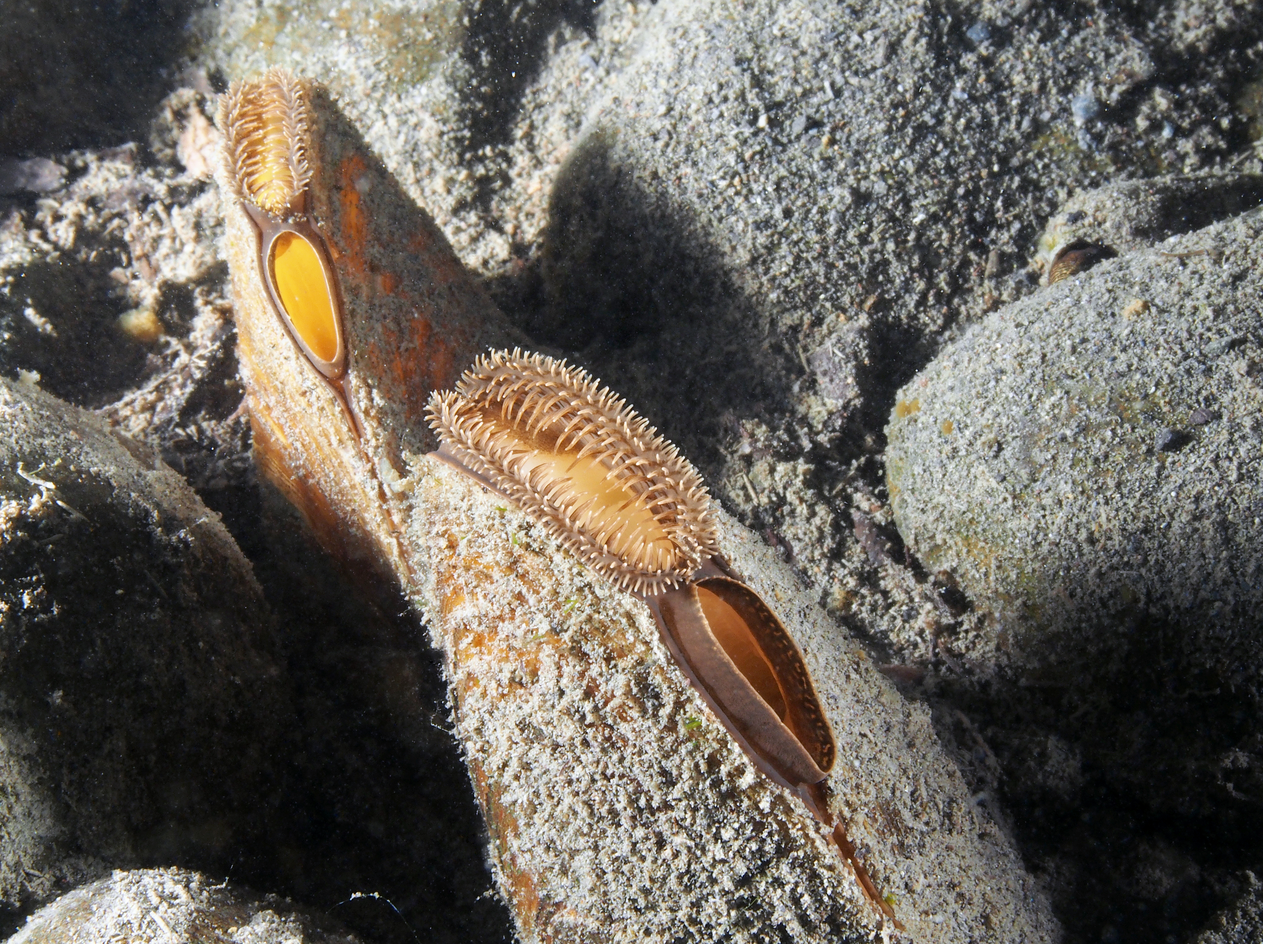 A gray-shelled freshwater mussel is shown in this crisp underwater photo.