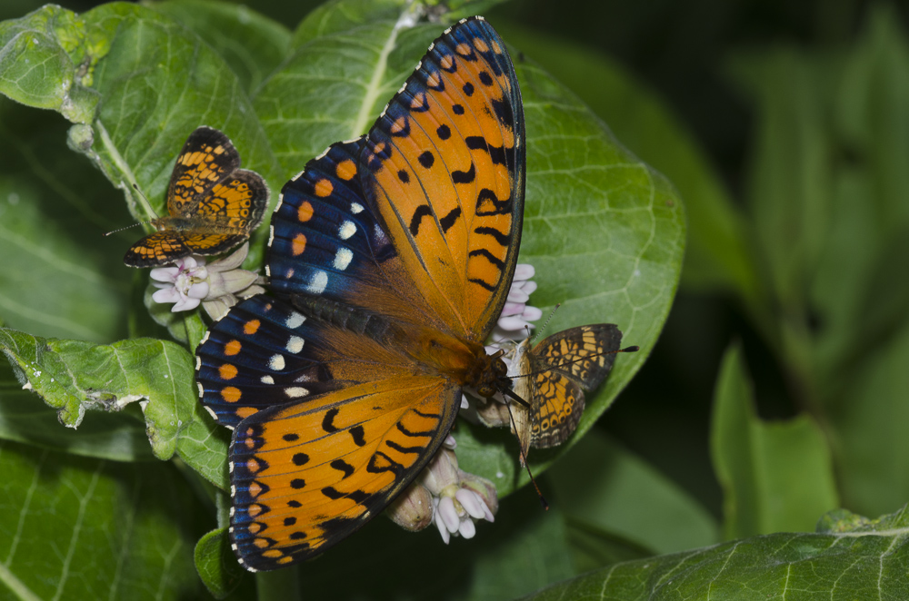 Landed on green foliage, an orange-and-blue butterfly displays the top side of its wings. Two much smaller butterflies, both orange-and-black, perch on either side of it.