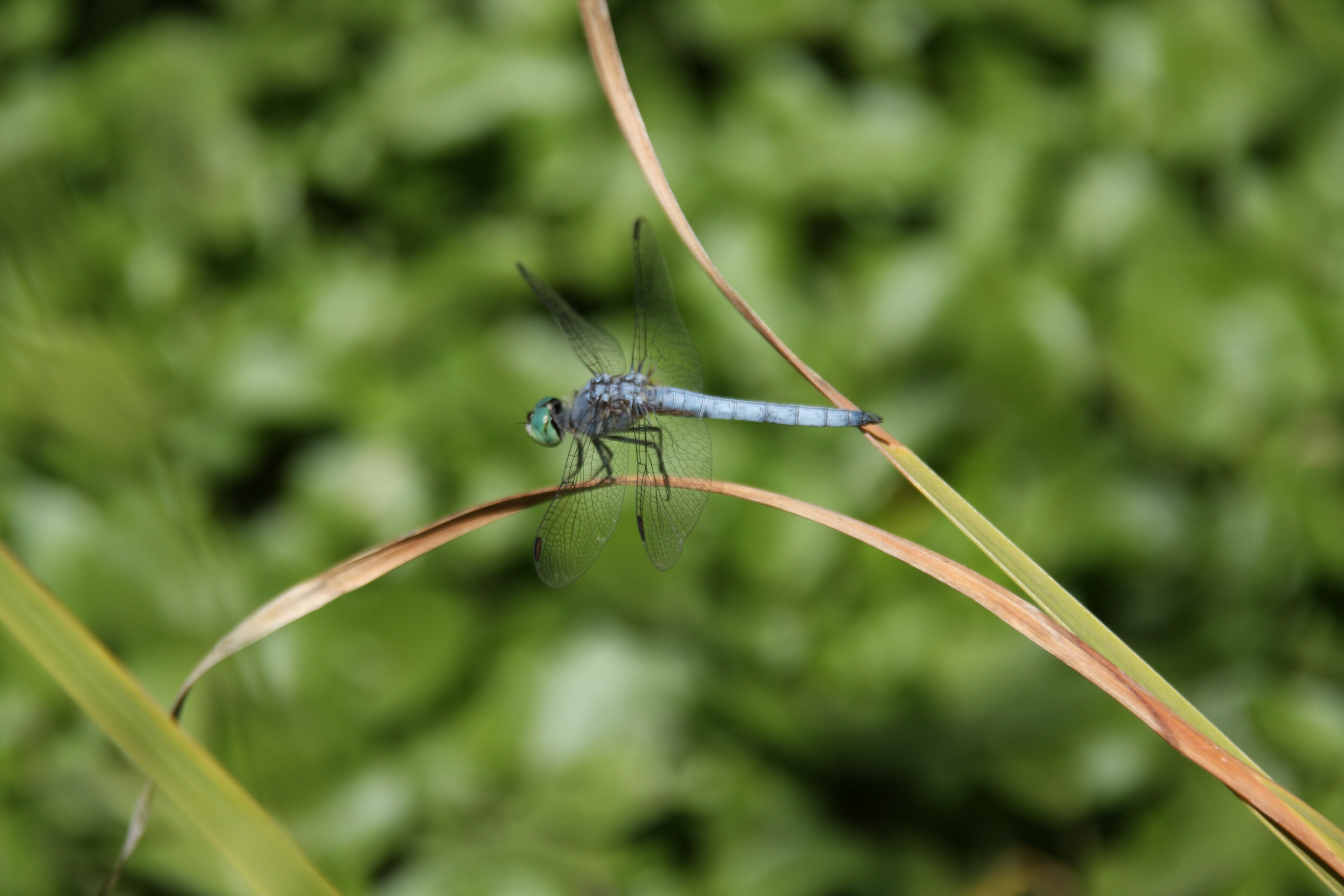 Blue dasher dragonfly resting on vegetation