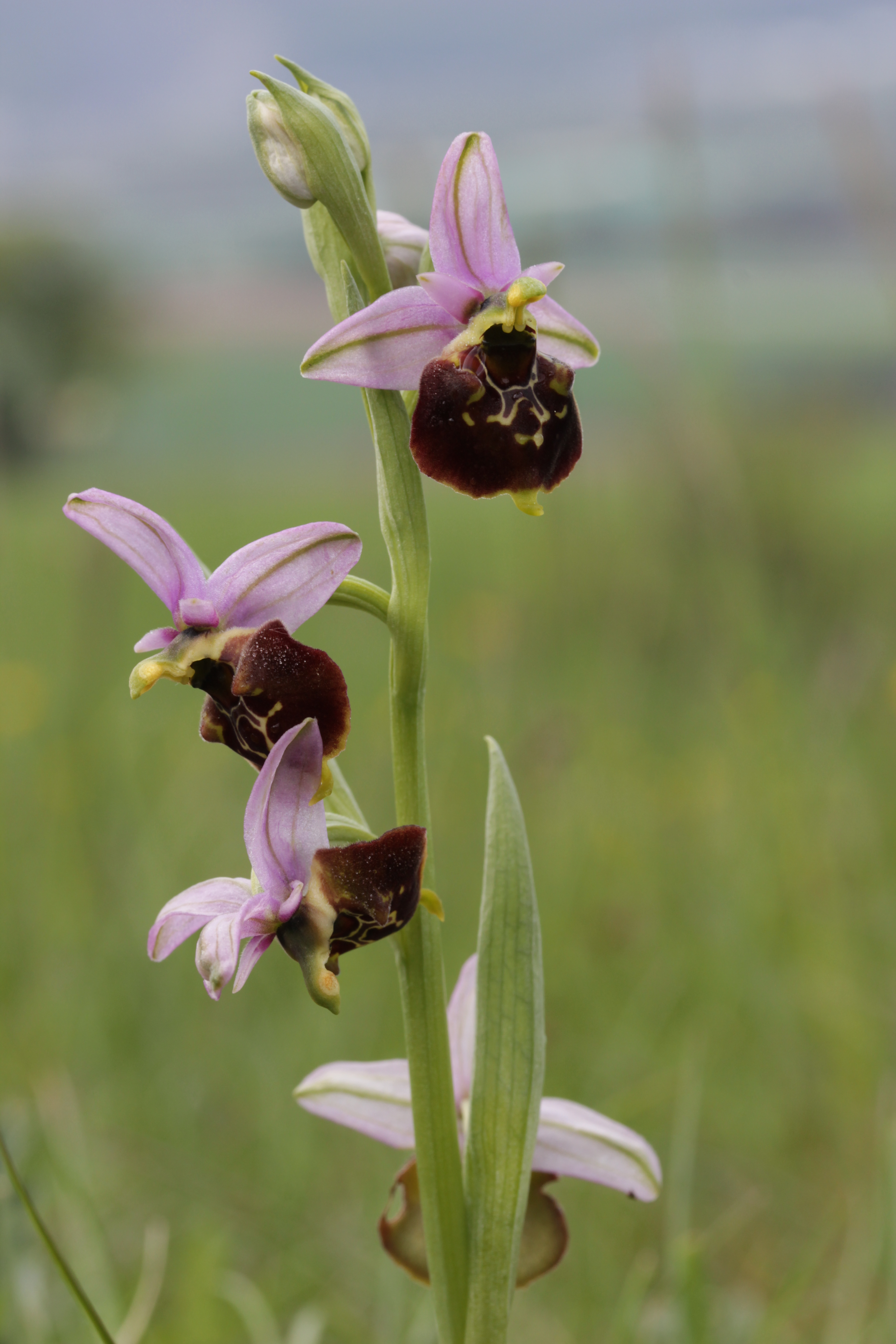 The exotic-looking flowers of the late spider orchid. 