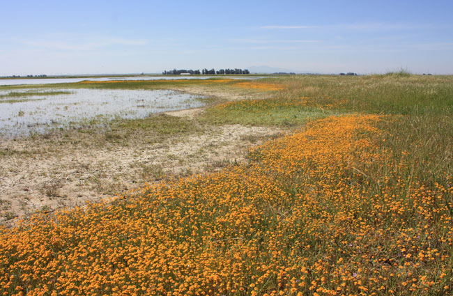 wildflowers in central valley