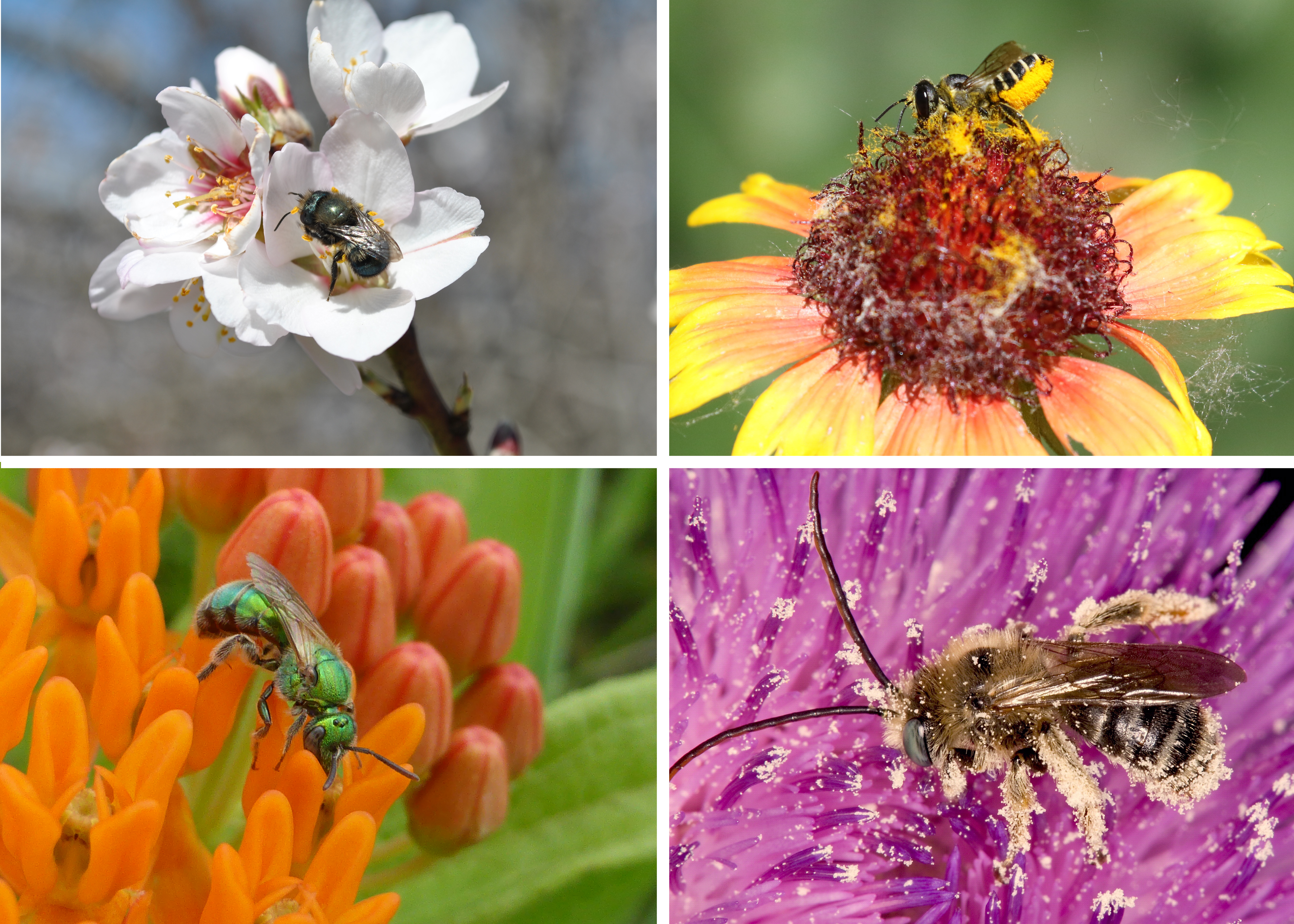 Brightly colored images of a diversity of bee species are shown in this grid.