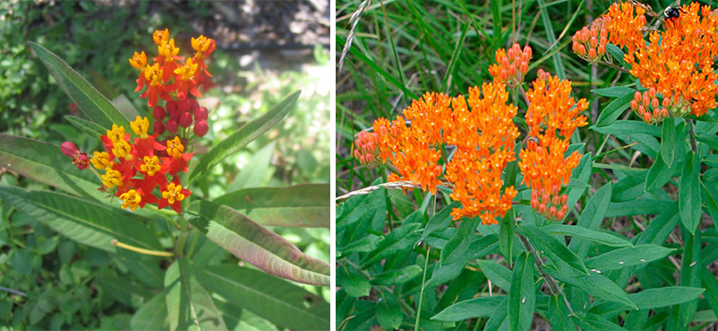 On the left, a milkweed with blooms that have red lower petals and yellow upper petals is shown. This is tropical milkweed. On the left, a milkweed with all-red-orange blooms is shown. This is butterfly milkweed.