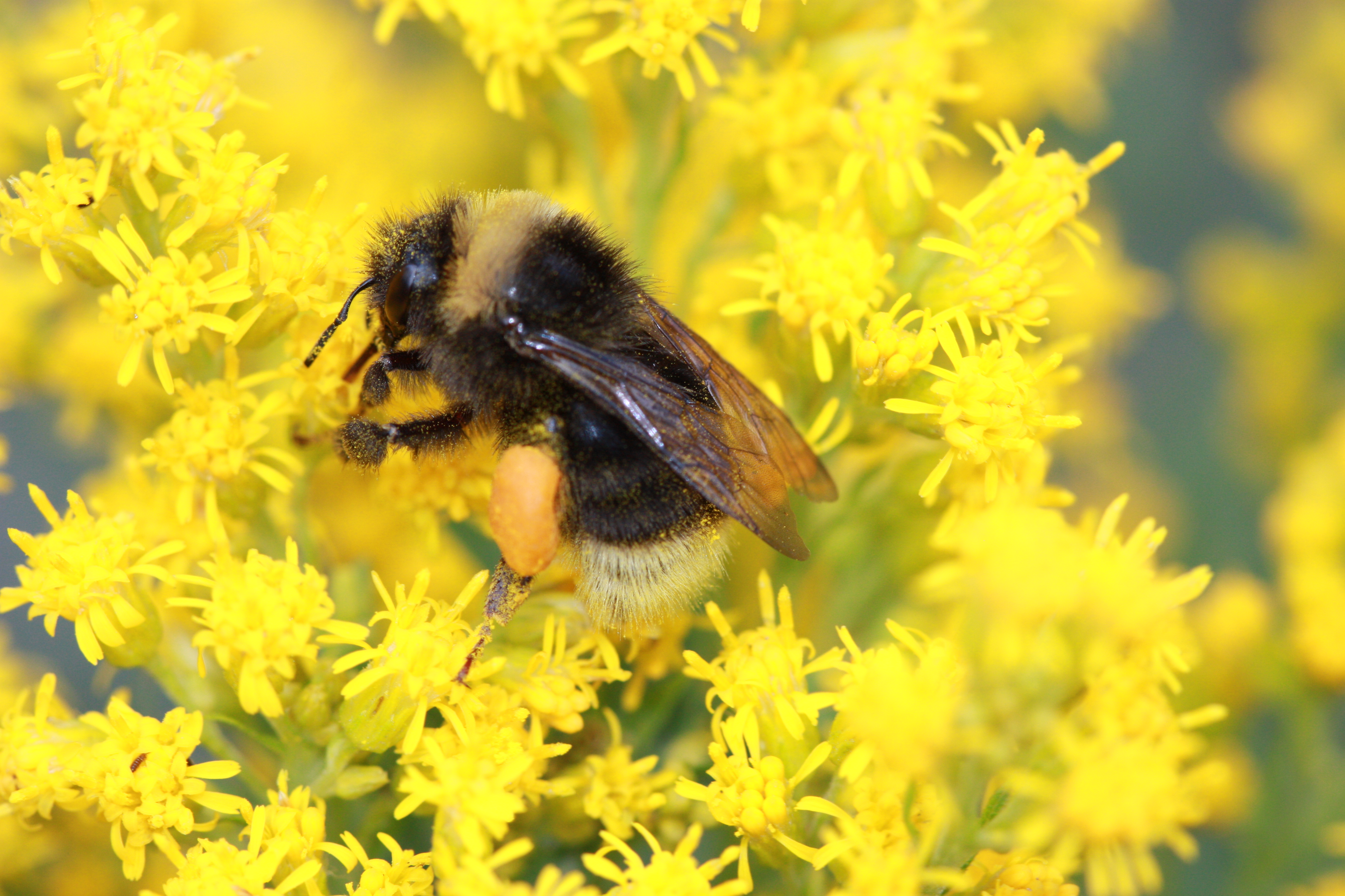 Western bumble bee drinking nectar from meadow goldenrod