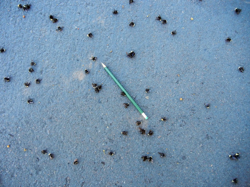 Dead bees lay scattered on asphalt. A pencil is laid alongside them to help with estimates.