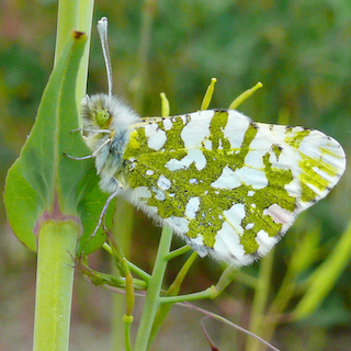 An island marble butterfly, so named for its marbled bright green and white wings, perches on a leaf.