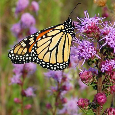 Monarch Nectar Plant Guides