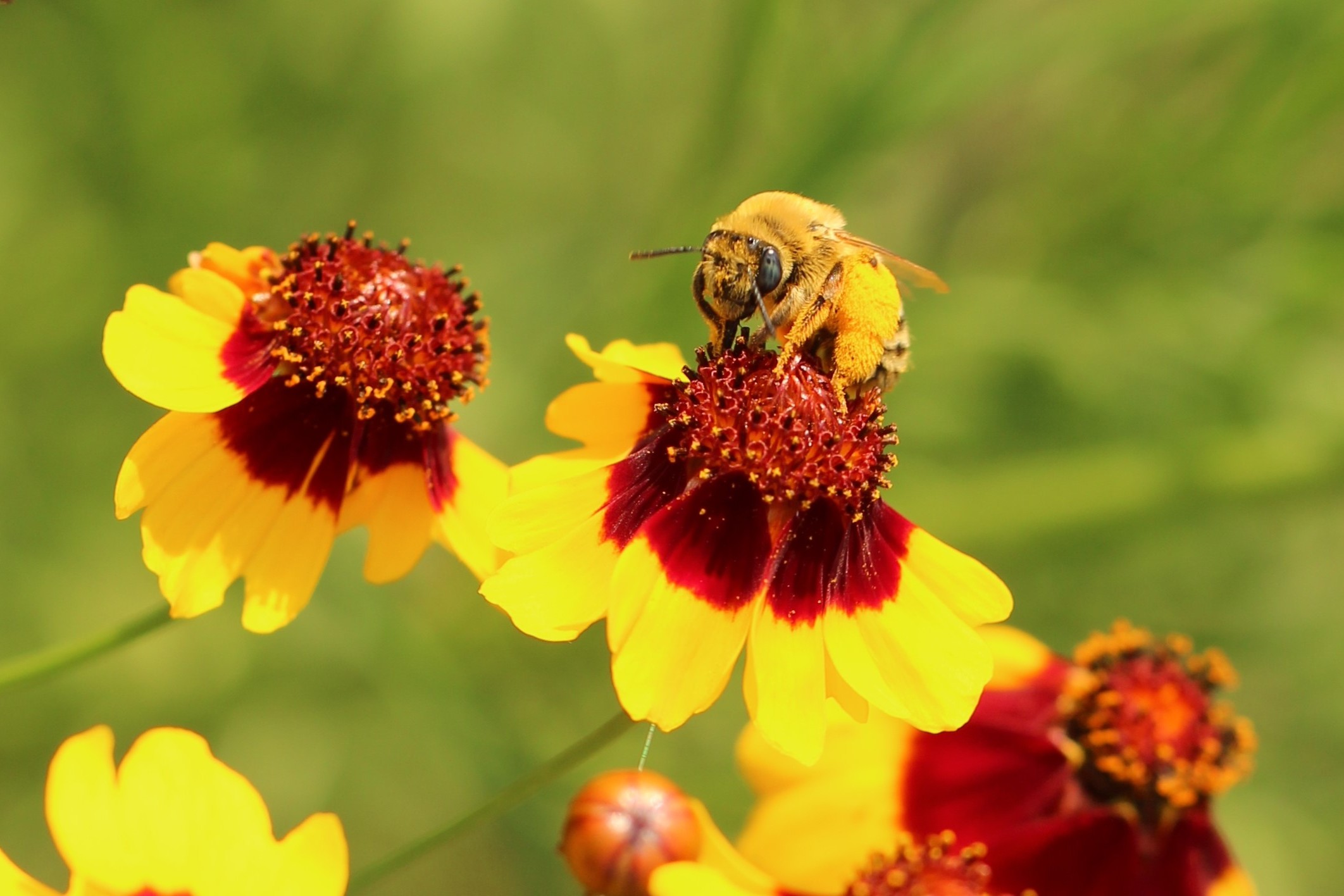 A native bee nectars on pains coreopsis (Photo: Jennifer Hopwood)
