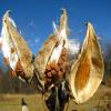 milkweed seed pod