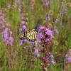 A monarch butterfly perches atop a stalk of purple flowers with thread-like petals sticking out in various directions.