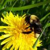 yellow, flower, dandelion, community science, Bumble Bee Watch