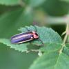 Firefly in a backyard