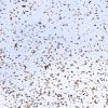 Hundreds of monarchs in the sky near overwintering sites in Mexico