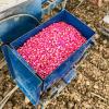 Corn seeds coated with pink systemic insecticides 