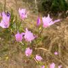 Leaf cutter bees have snipped multiple disc-sized pieces from these pink Clarkia aomena flowers