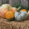 Several different varieties of pumpkins and squashes lined up on a hay bale.