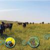 A herd of cattle grazing in a prairie. Inset photos highlight the wildflowers amongst the grasses, and the bees and butterflies that are feeding on these flowers.