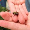 A bumble bee resting atop a person’s open palm.