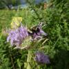 A rusty patched bumble bee nectars on a wild bergamot flower