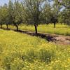 Yellow flowers bloom between orchard rows