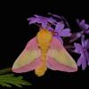A rosy maple moth showing off its distinctive pink and yellow colors. Its feathery antennae are also visible.