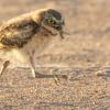 A young burrowing owl runs across the ground with a green grasshopper in its bill. The owls feathers are fuffy. They are brown on its back and top of heard and white on its belly and chest. Its face is brown with horizontal stripes of white across its chin and forehead and it has striking yellow eyes that have a black center.