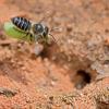 Leafcutter bee carrying a piece of leaf