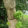 Ash tree with large section of bark missing