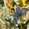 male coastal greenish blue butterfly