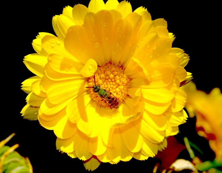 agapostemon on flower