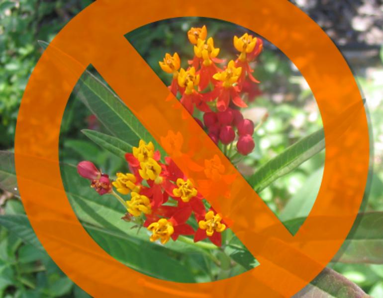 A graphic has a circle with a line through it superimposed over tropical milkweed, with its characteristic red and yellow flowers.