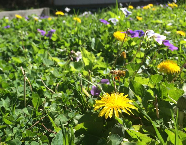 A lawn bursting with violets and dandelions provides color for humans to enjoy and pollen for our bee friends.