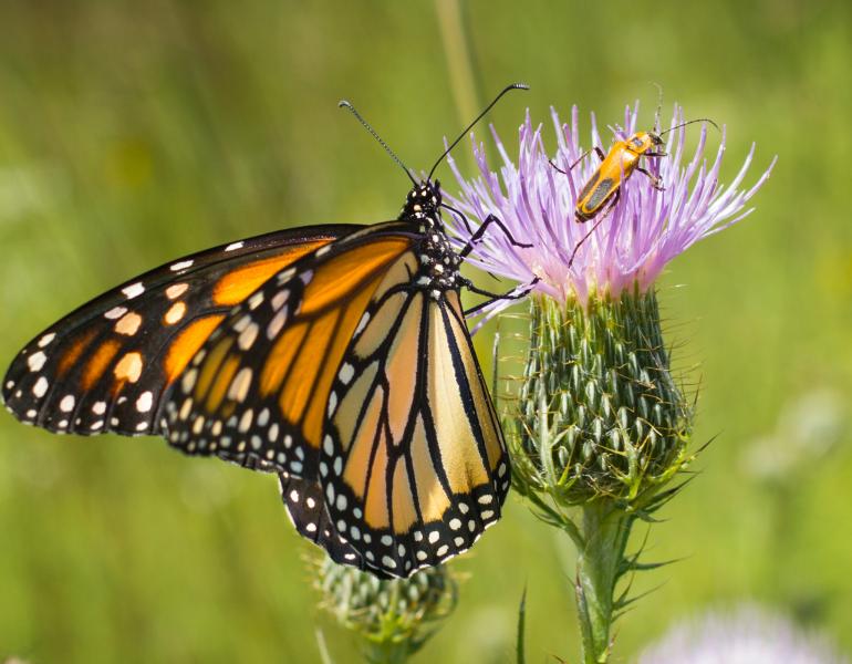 A monarch and a goldenrod soldier beetle share a pale purple thistle.