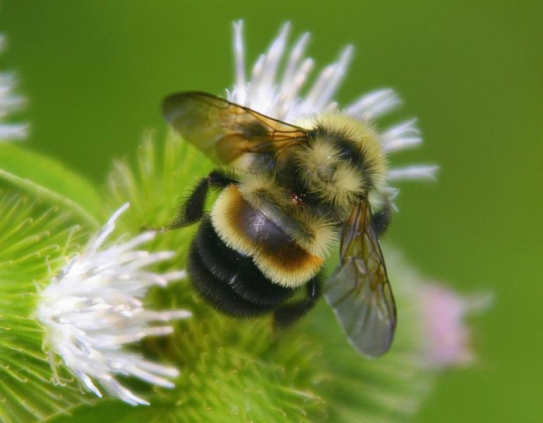 A plump bumble bee with yellow and black stripes, as well as a brown patch on its back and brownish wings, pollinates a small, white flower.