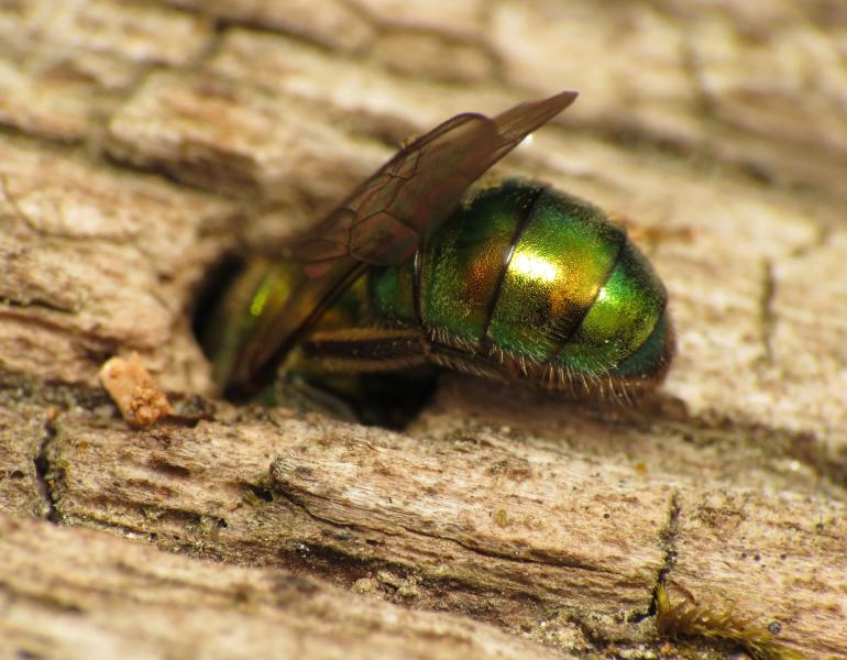 A metallic green bee appears to be climbing headfirst into a hole in some reddish-tan wood.