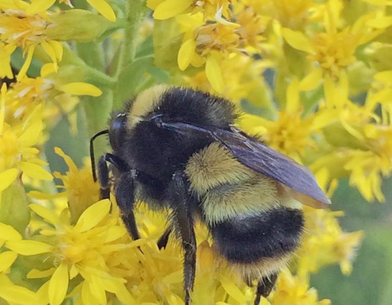 A fuzzy, yellow and black striped bee perches atop a cluster of bright yellow flowers.