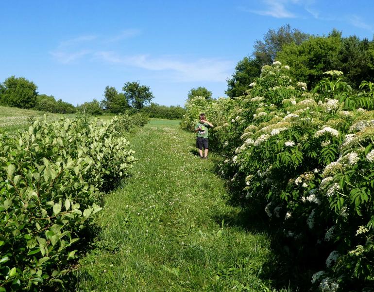 A kid stands in a verdant landscape with blue sky. He is putting something into his mouth as he stands near a hedgerow with fruit and flowers on it.