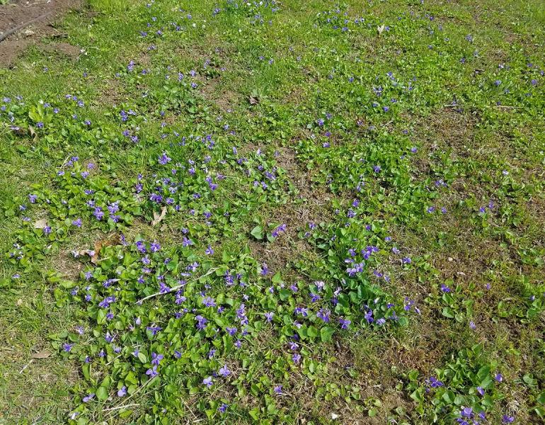 violets blooming in a yard 